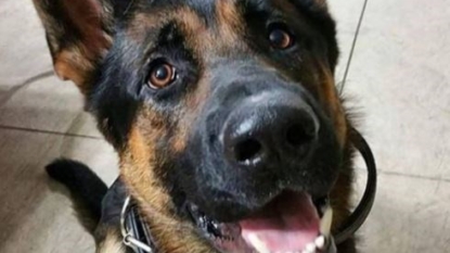 Man who fatally shot police dog gets 45 years behind bars