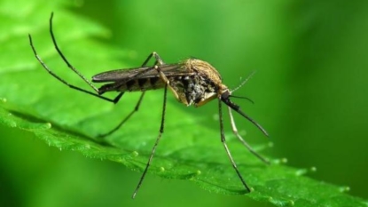 City to spray neighborhood area for mosquitoes