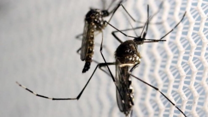 Zika confirmed in Bay County