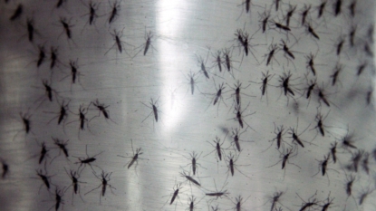 Texas Traveler Gets Zika in Florida