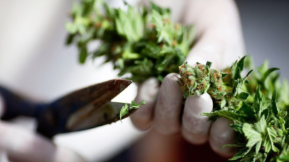 DEA right to call for more research into marijuana