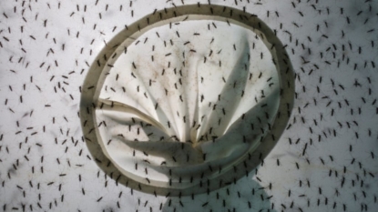 Gene-engineered mosquito trial cleared by FDA for Florida start