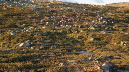 300 reindeer killed by a single lightning strike