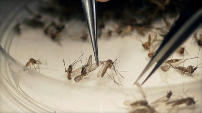 Volunteers sought as race to develop a Zika vaccine heats up