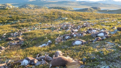 Lightning strike kills 300 reindeer in Norway