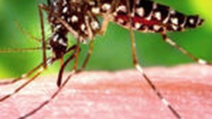 New details on first Fla. mosquito-bite Zika cases