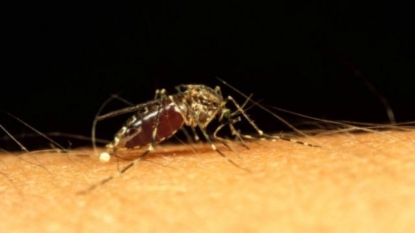 Eradicating Zika-spreading mosquito is proving difficult