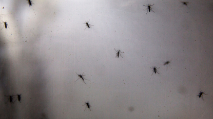 Mosquitoes at Naval Weapons Station positive for West Nile