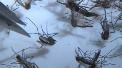 Infant’s death is first Zika-related fatality in Houston