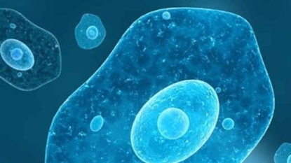 Rare drug rushed to brain-eating amoeba patient