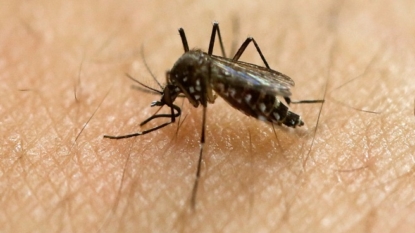 CDC: Mosquito eradication difficult in Miami neighborhood