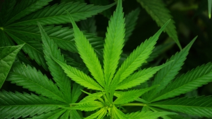 No Change in US Stance on Marijuana