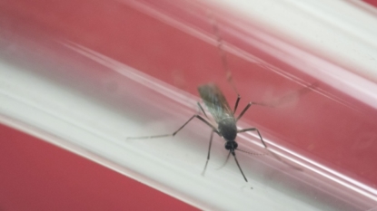 Obama administration declares Zika public health emergency in Puerto Rico