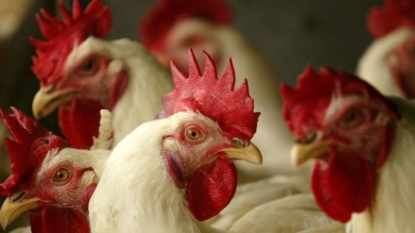 Video showing cruelty at Tyson chicken farms prompts firings