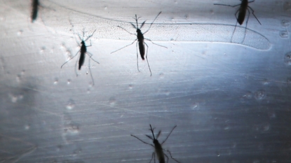 Cayman Islands reports second locally transmitted Zika infection