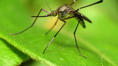 Cayman Islands reports 1st case of locally transmitted Zika