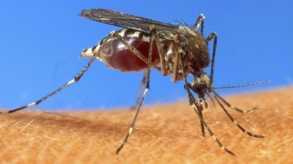 SLO County resident tests positive for West Nile Virus