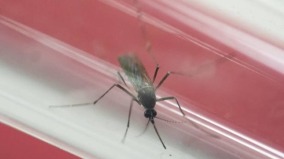 1st Canadian case of Zika-related anomalies confirmed in a fetus