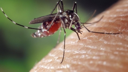 Three New Locally Transmitted Zika Virus Cases Reported in Florida