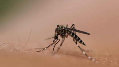 US closer to using genetically modified mosquitoes that could fight Zika