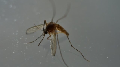 US declares health emergency in Puerto Rico due to Zika