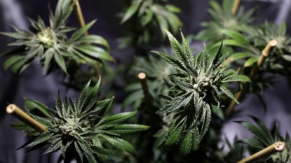 US government won’t reclassify marijuana, allows research