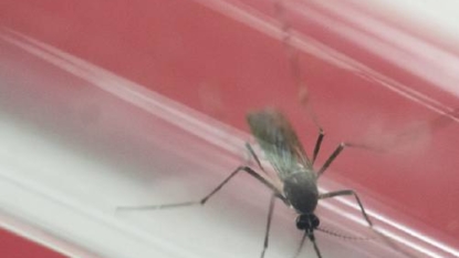 White House Transfers $81B to Continue Zika Vaccine Research