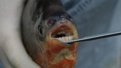 DNR fields reports of fish with human-like teeth in MI waters