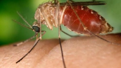 Yankton County resident dies from West Nile-related causes