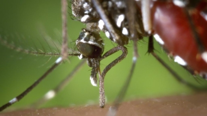 Zika Vaccines Work in Monkeys