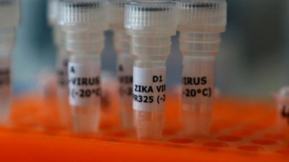 Zika vaccines offer full protection to monkeys