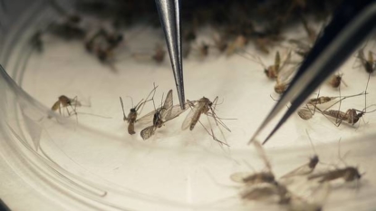 Zika virus outbreak: Three vaccines provide effective protection in monkeys