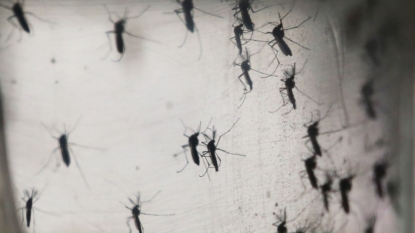 2 babies born with Zika-related birth defects in California