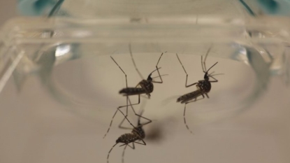 3 pregnant women are among 46 confirmed Illinois Zika cases