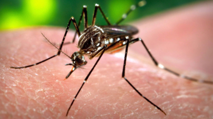 Pawtucket resident is 1st human West Nile virus case in Rhode Island