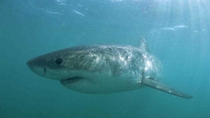 Surfer in stable condition after Australian shark attack