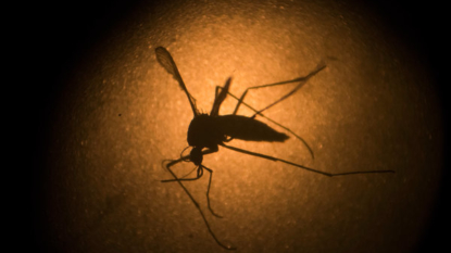 Thailand to crack down on Zika breeding spots