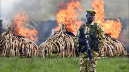 Africa divided over ivory trade, as some states want to sell