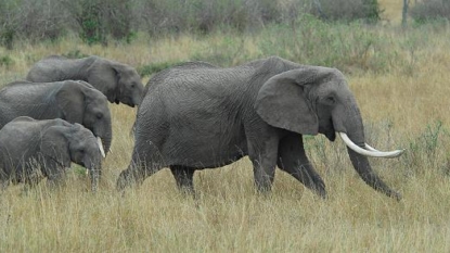 African Elephants ‘Suffer Worst Decline In 25 Years’