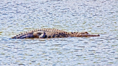 FWC: Man bitten by gator in Melbourne