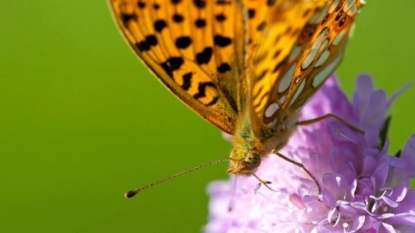 One in seven species faces extinction from Great Britain