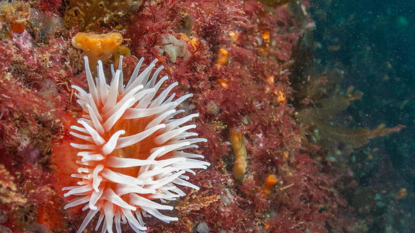 Obama Just Created the First Marine National Monument in the Atlantic Ocean