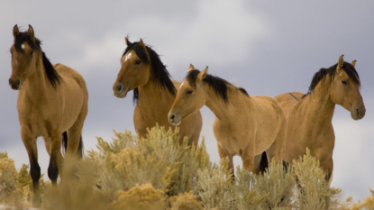 BLM Recommends Increased Management of Wild Horses