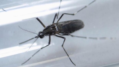 Battle over Zika virus funding continues in Congress