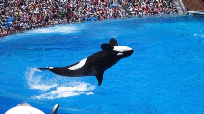 California bans killer whale captivity and breeding