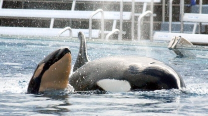 SeaWorld to stop breeding killer whales in captivity after mounting pressure