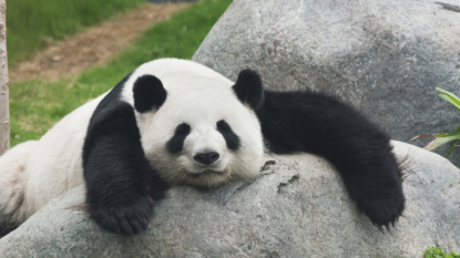 Giant panda no longer an endangered species, conservationists say