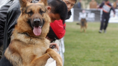 Dogs understand what we say, study shows – just like we thought