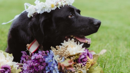 Dying dog lives to see his owner’s wedding