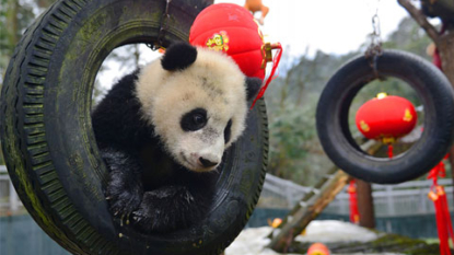 Eastern Gorilla on brink of extinction as Giant Panda makes comeback